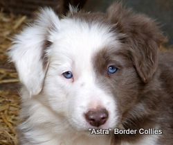 Lilac and white, Female, Rough coated border collie puppy